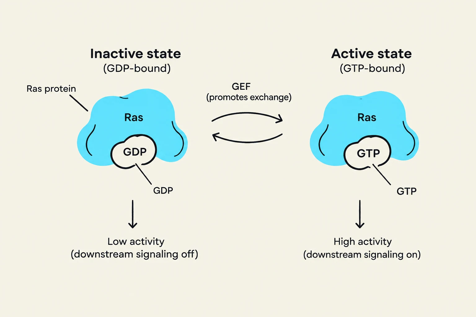Diagram illustrating the inactive and active states of the Ras protein, which is bound to GDP in its inactive state and GTP in its active state. GEF facilitates the exchange between GDP and GTP, leading to changes in Ras activity and downstream signaling.