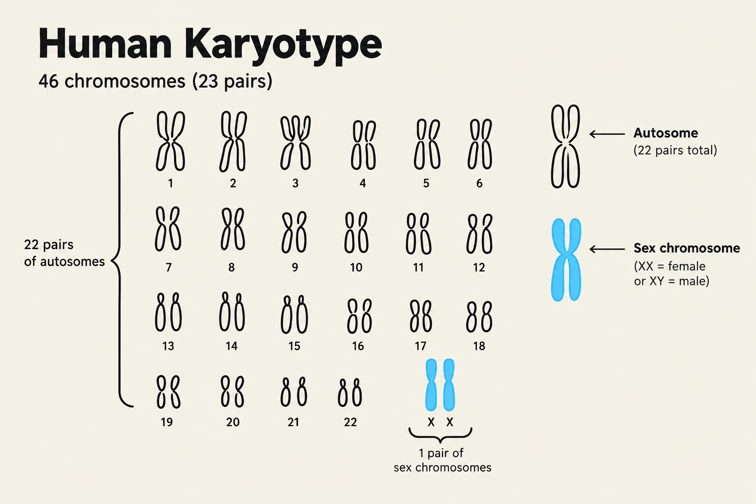 A human karyotype displays the 46 chromosomes (23 pairs) found in a typical human cell, organized into 22 pairs of autosomes and one pair of sex chromosomes (XX for female, XY for male).
