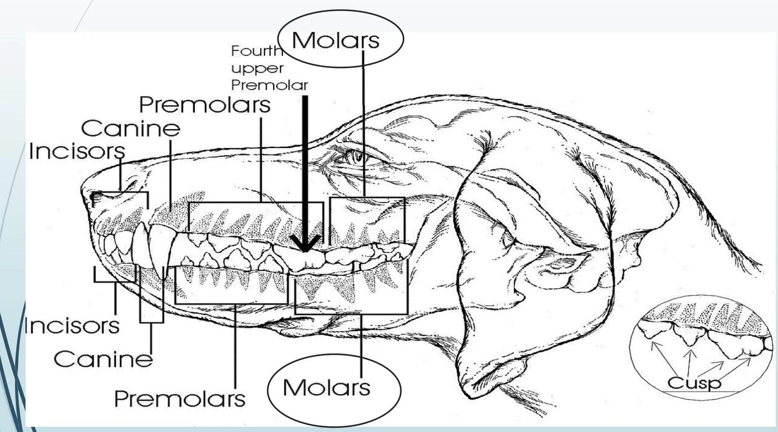 Diagram illustrating the teeth of a dog, labeling incisors, canines, premolars, and molars, with a close-up view of cusps.
