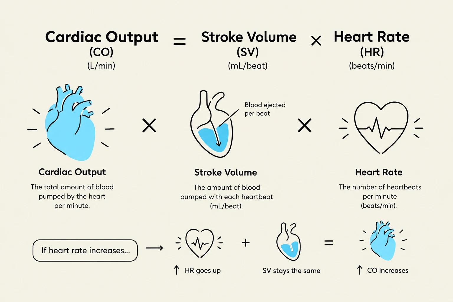 This diagram illustrates the relationship between cardiac output, stroke volume, and heart rate. Cardiac output is the product of stroke volume (the amount of blood pumped per beat) and heart rate (the number of beats per minute). An increase in heart rate, with stroke volume remaining constant, leads to an increase in cardiac output.