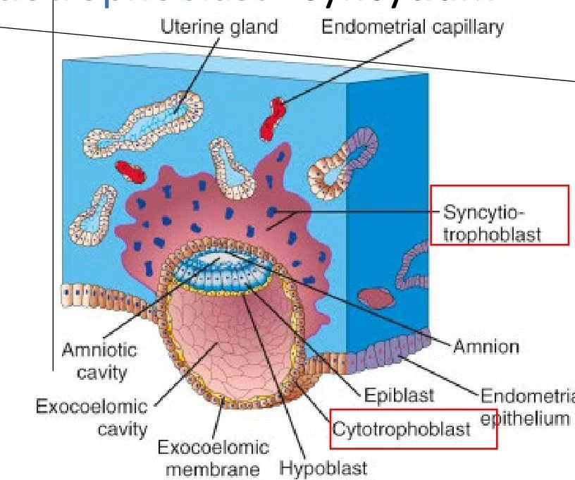 Diagram illustrating the early stages of embryonic development, showing the uterine gland, endometrial capillary, amniotic cavity, exocoelomic cavity, epiblast, hypoblast, syncytiotrophoblast, and cytotrophoblast.