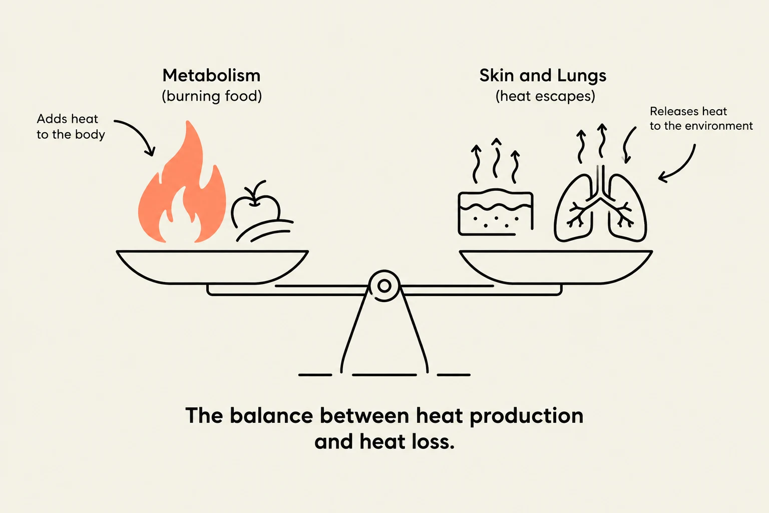 The balance between heat production and heat loss in the body, illustrating metabolism and heat escape through skin and lungs.