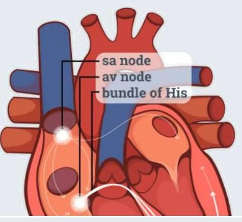 Diagram illustrating the electrical conduction system of the heart, including the SA node, AV node, and bundle of His.