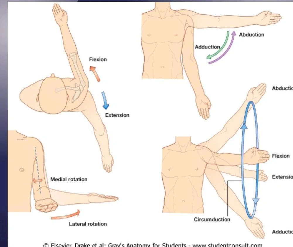 Diagrams illustrating the movements of the human arm, including flexion, extension, abduction, adduction, medial rotation, lateral rotation, and circumduction.