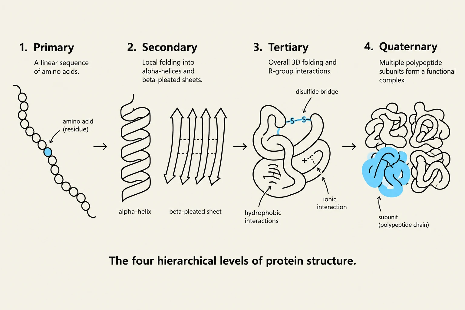The four hierarchical levels of protein structure: primary (amino acid sequence), secondary (alpha-helices and beta-pleated sheets), tertiary (3D folding and interactions), and quaternary (complex of multiple subunits).