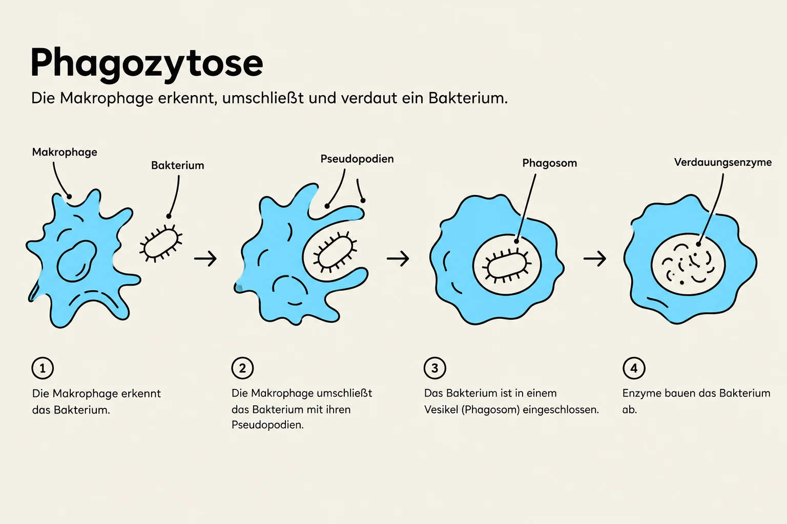 Diagram illustrating phagocytosis, the process by which a macrophage engulfs and digests a bacterium.