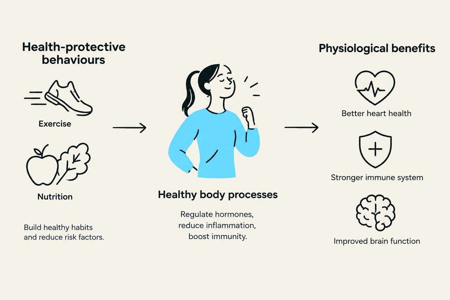 This diagram illustrates how health-protective behaviors like exercise and nutrition lead to healthy body processes such as hormone regulation and reduced inflammation, resulting in physiological benefits like better heart health, a stronger immune system, and improved brain function.