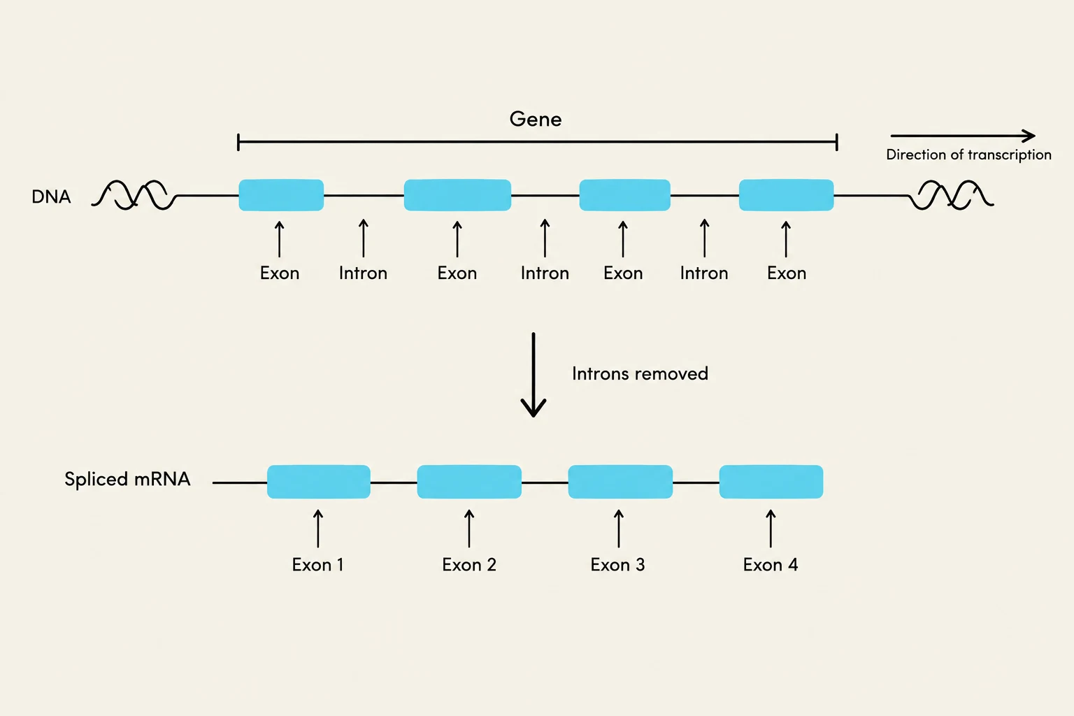 This diagram illustrates the process of gene splicing in eukaryotic cells, where introns are removed from pre-mRNA to form mature mRNA containing only exons.