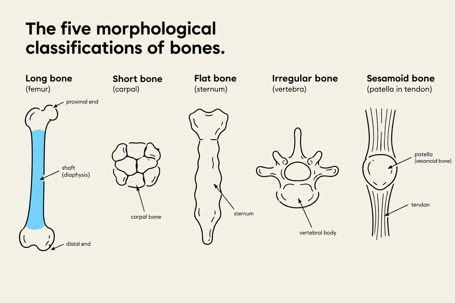 The five morphological classifications of bones: long, short, flat, irregular, and sesamoid.