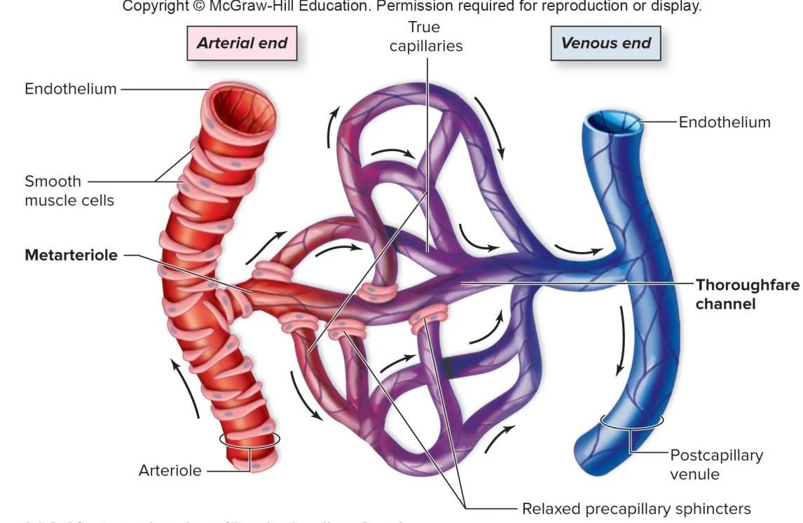 Diagram illustrating the microcirculation, showing the transition from arteriole to venule through capillaries, metarterioles, and thoroughfare channels.