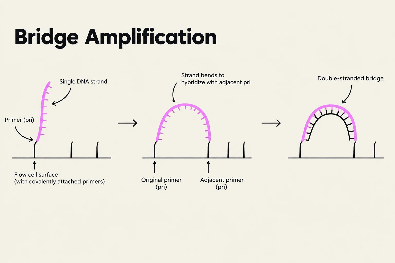 Diagram illustrating the process of bridge amplification in DNA sequencing, showing a single DNA strand bending to hybridize with an adjacent primer to form a double-stranded bridge.
