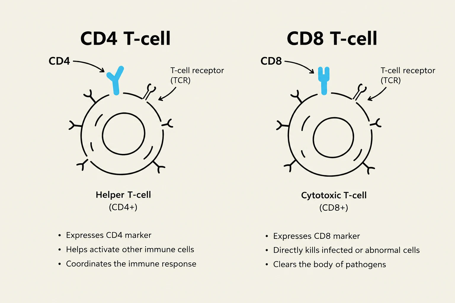 Diagram illustrating the differences between CD4 T-cells (Helper T-cells) and CD8 T-cells (Cytotoxic T-cells), including their markers and functions in the immune response.