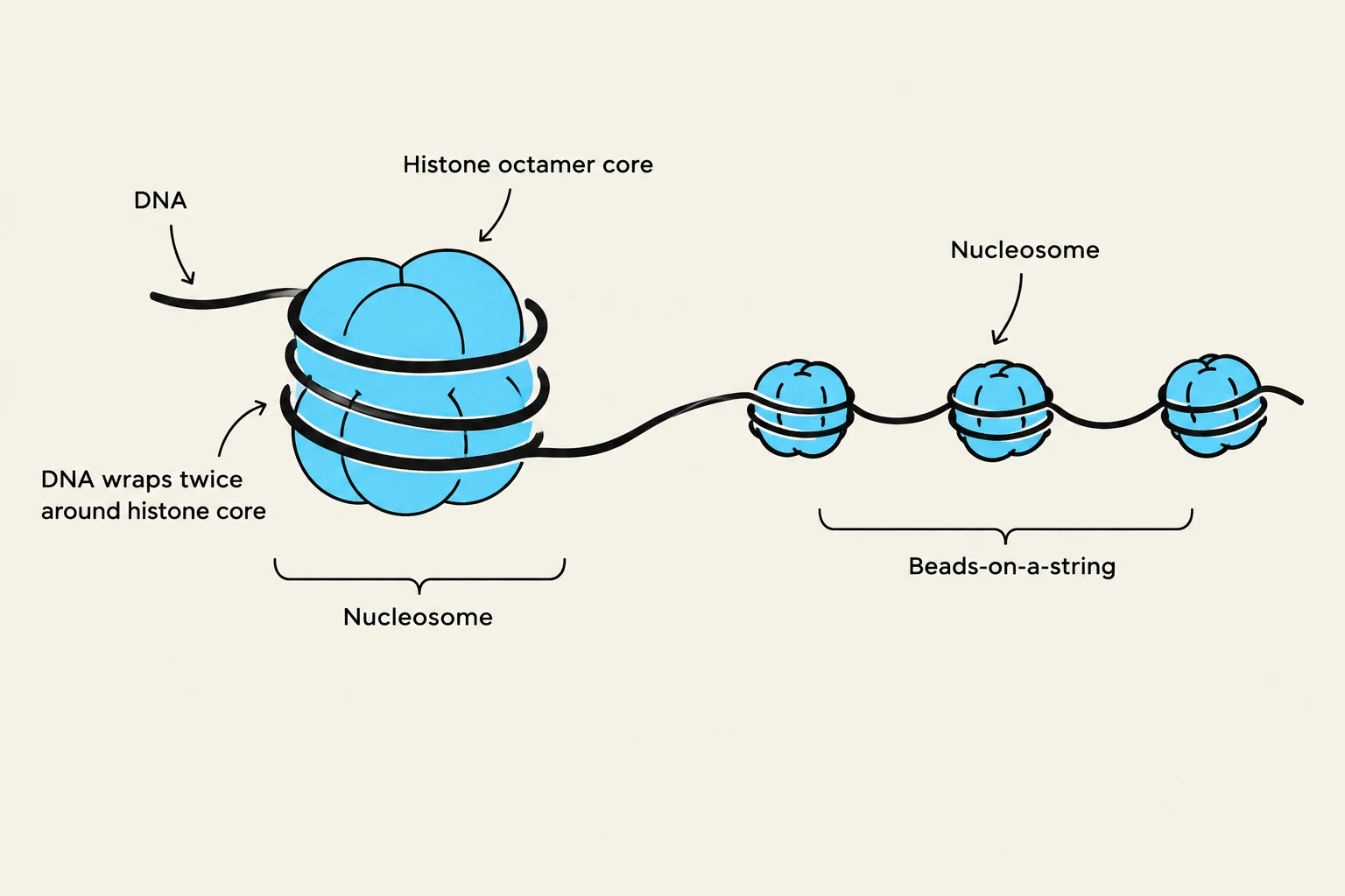 Diagram illustrating DNA wrapping around histone octamers to form nucleosomes, which are further organized into a "beads-on-a-string" structure.
