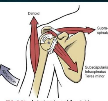 An illustration showing the deltoid muscle and rotator cuff muscles (supraspinatus, subscapularis, infraspinatus, teres minor) and their roles in shoulder abduction, roll, and slide.