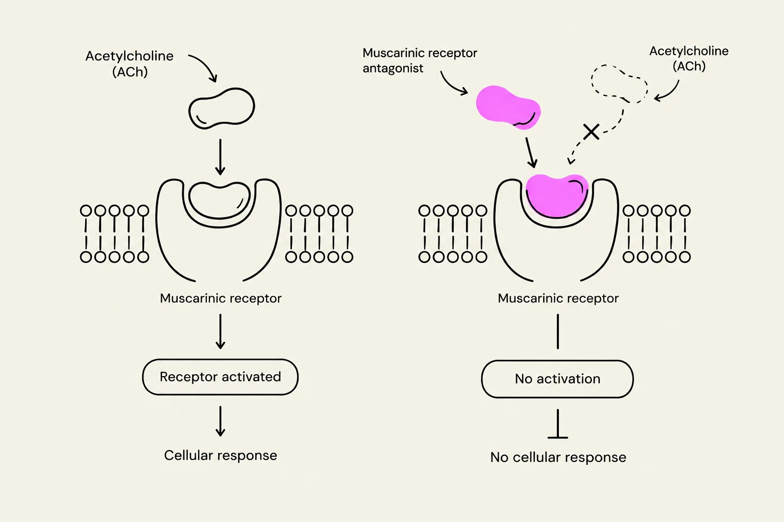 Diagram illustrating the mechanism of acetylcholine binding to a muscarinic receptor and the effect of a muscarinic receptor antagonist.