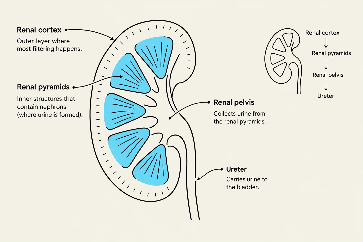 Diagram illustrating the structure of a kidney, labeling the renal cortex, renal pyramids, renal pelvis, and ureter, along with a simplified flowchart of urine flow.