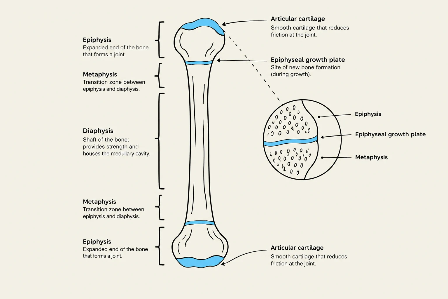 Diagram illustrating the different parts of a long bone, including the epiphysis, metaphysis, and diaphysis, along with explanations of their functions and a magnified view of the epiphyseal growth plate and articular cartilage.