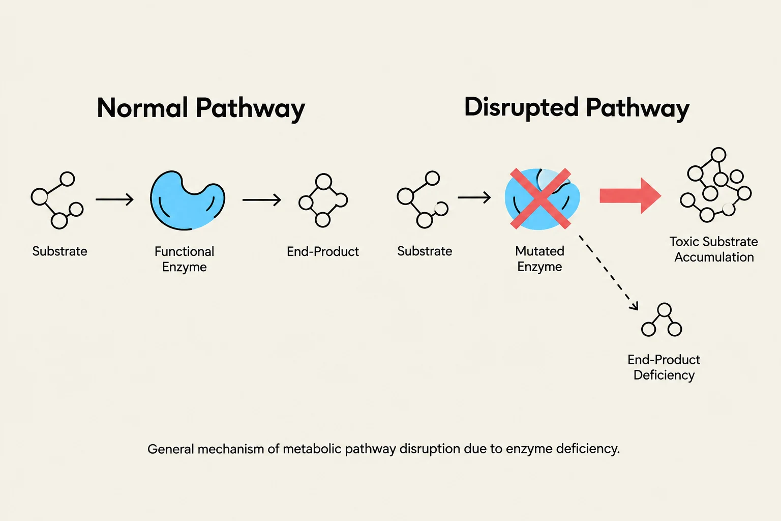 This diagram illustrates the difference between a normal metabolic pathway and a disrupted pathway caused by a mutated enzyme, leading to toxic substrate accumulation and end-product deficiency.