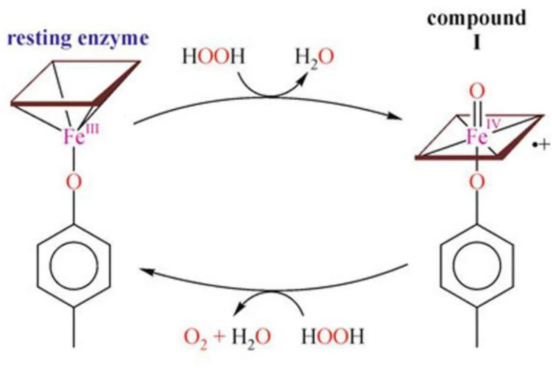 This diagram illustrates the catalytic cycle of an enzyme, showing the transformation between a resting enzyme state and compound I, involving reactions with hydrogen peroxide and oxygen.