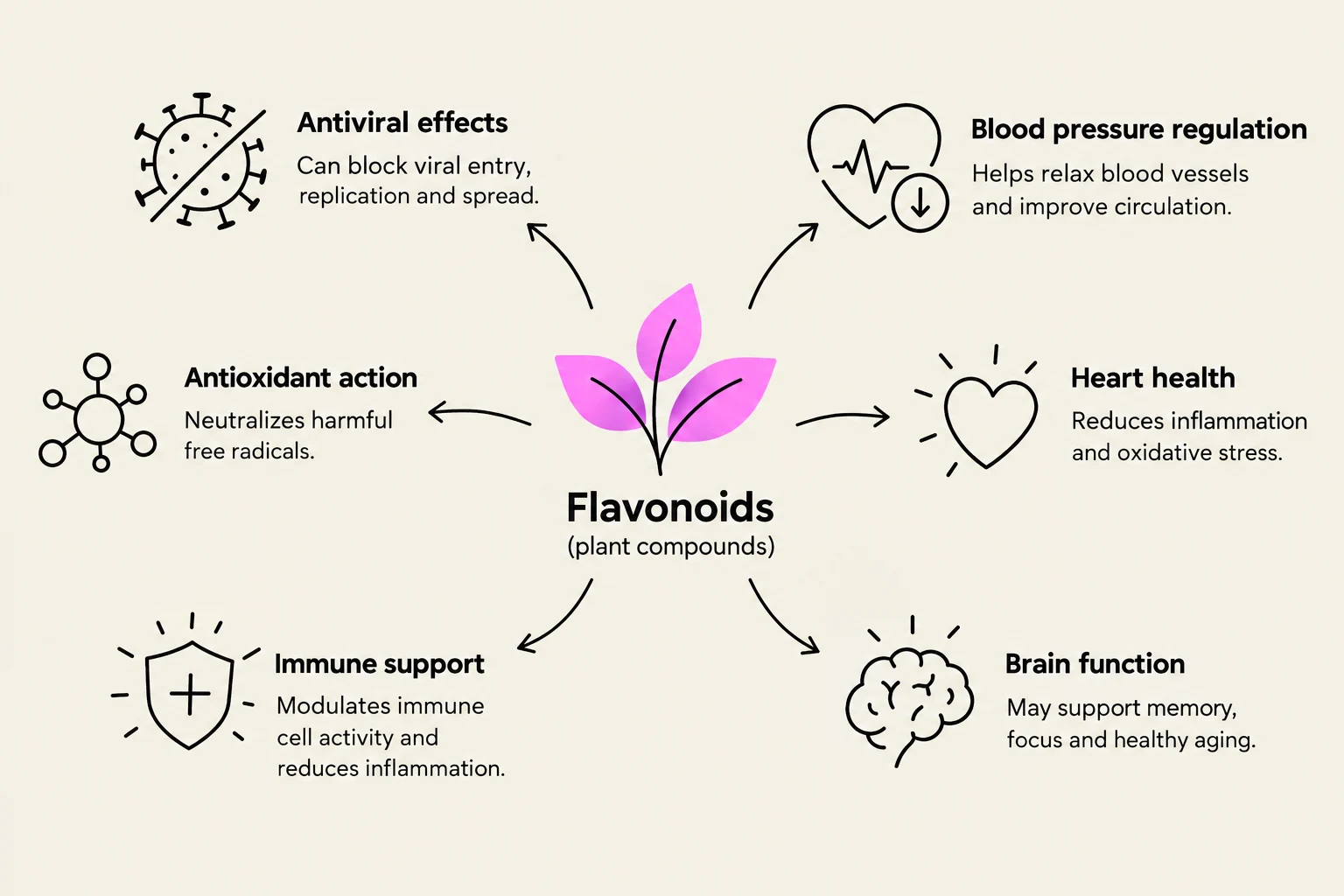 This diagram illustrates the various health benefits of flavonoids, which are plant compounds. These benefits include antiviral effects, antioxidant action, immune support, blood pressure regulation, heart health, and brain function.