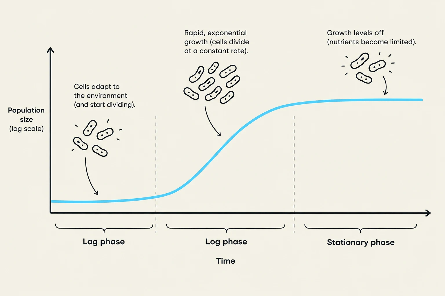 A graph illustrating the four phases of bacterial growth: lag, exponential (log), stationary, and death phases, showing population size over time.