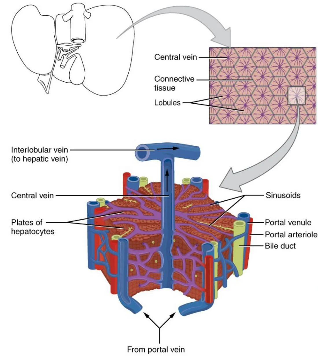 Diagram illustrating the structure of a liver lobule, showing central veins, sinusoids, portal venules, portal arterioles, bile ducts, and plates of hepatocytes.