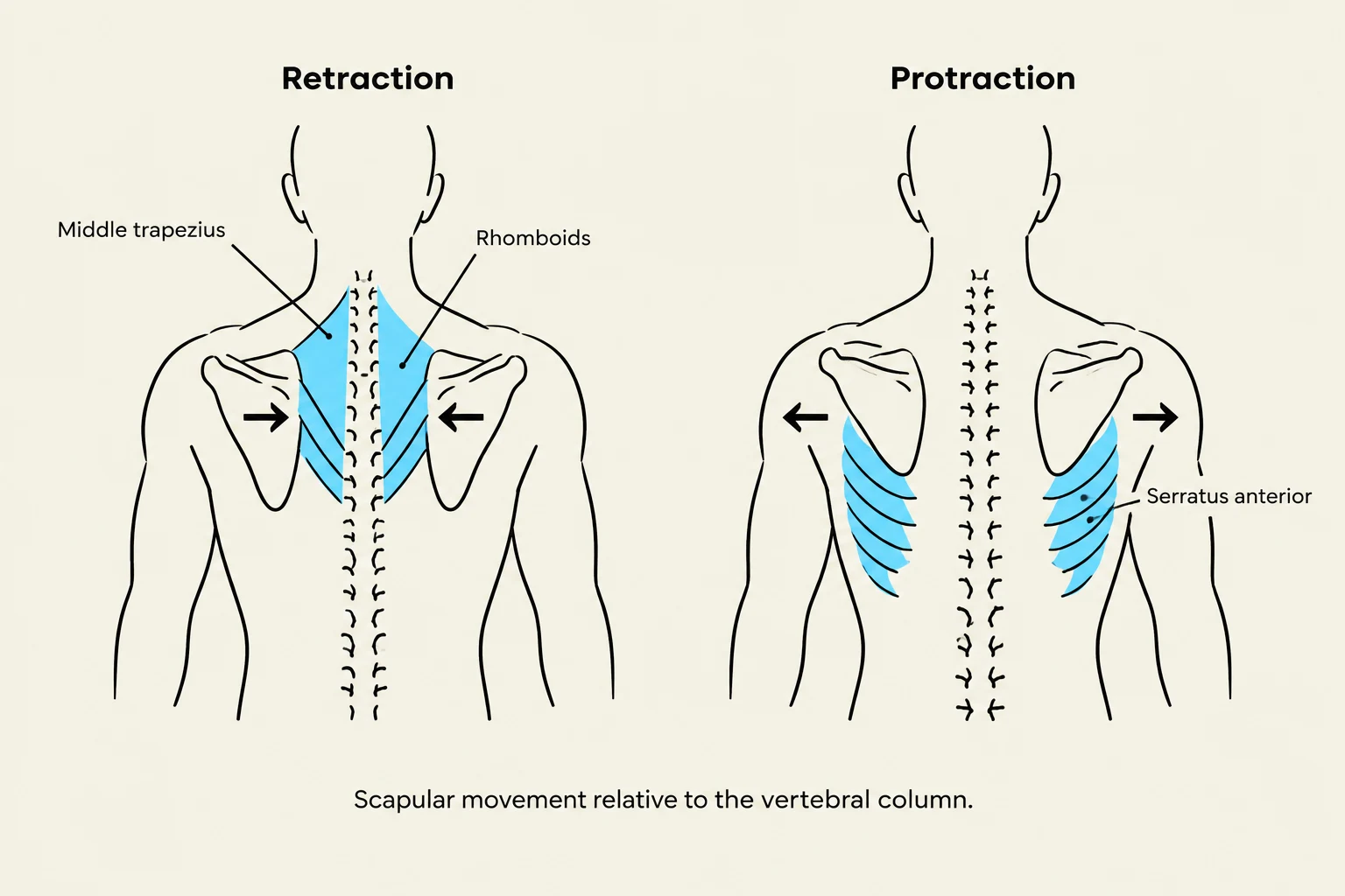 Diagram illustrating scapular retraction and protraction, highlighting the roles of the middle trapezius, rhomboids, and serratus anterior muscles.