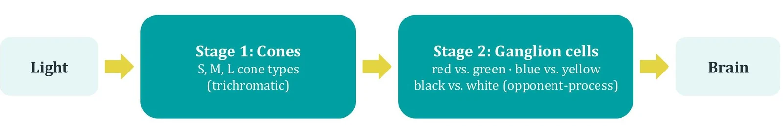 Diagram illustrating the two stages of color vision processing: Stage 1 involves cones with S, M, and L types (trichromatic vision), and Stage 2 involves ganglion cells processing color information in opponent pairs (red vs. green, blue vs. yellow, black vs. white).