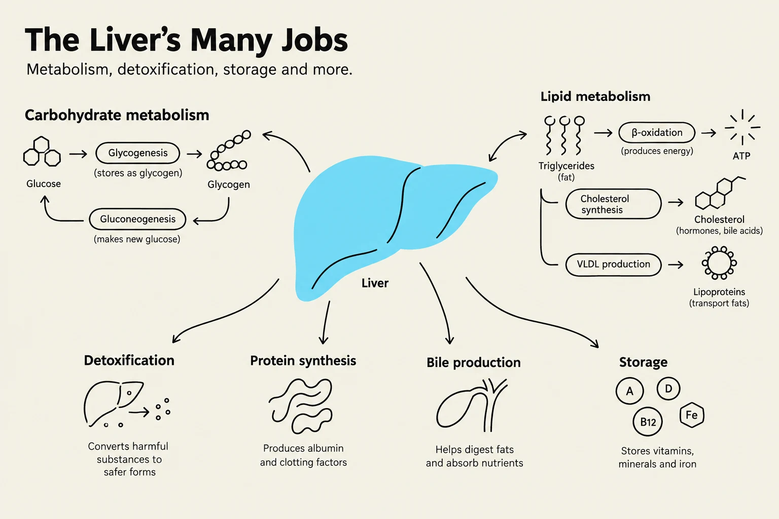 This diagram illustrates the various functions of the liver, including carbohydrate metabolism, lipid metabolism, protein synthesis, bile production, detoxification, and storage of vitamins, minerals, and iron.