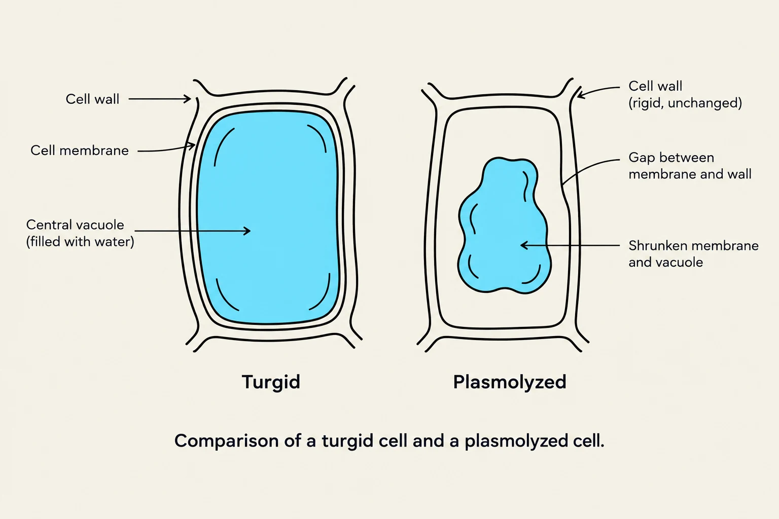 Comparison of a turgid cell and a plasmolyzed cell, illustrating the effects of water content on plant cell structure.