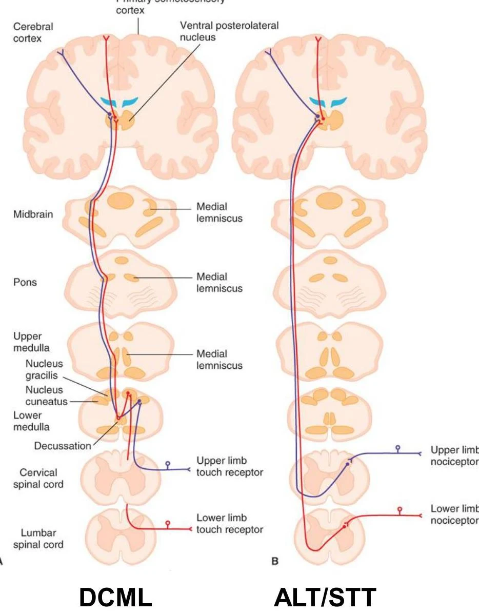 Diagrams illustrating the pathways of the Dorsal Column-Medial Lemniscus (DCML) and the Anterolateral System (ALT/STT) for sensory information, including touch and nociception, from the limbs to the brain.