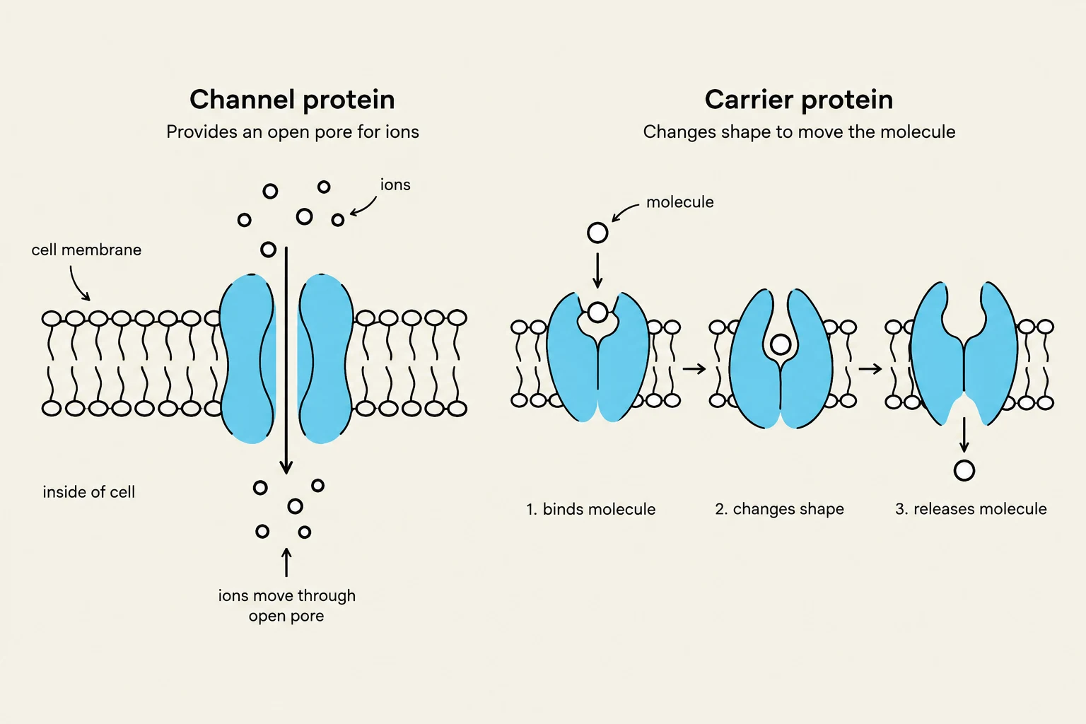 Diagrams illustrating the functions of channel proteins and carrier proteins in a cell membrane.