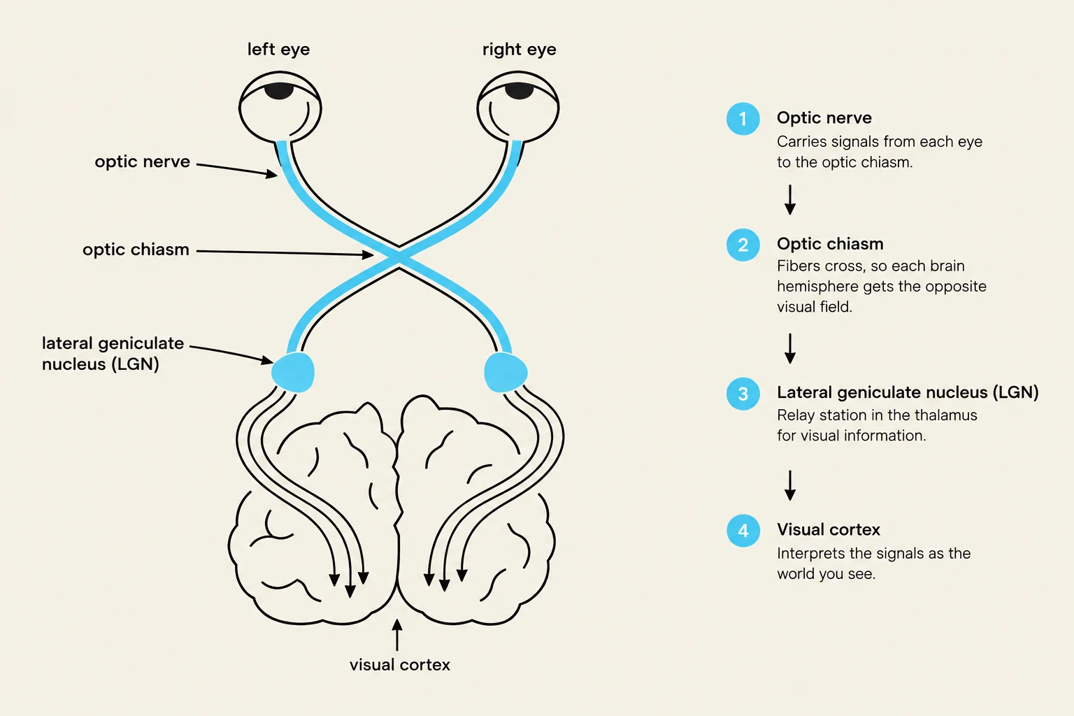 This diagram illustrates the pathway of visual information from the eyes to the brain, including the optic nerve, optic chiasm, lateral geniculate nucleus (LGN), and visual cortex.