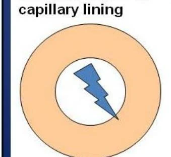 Diagram illustrating the capillary lining with a representation of something within.
