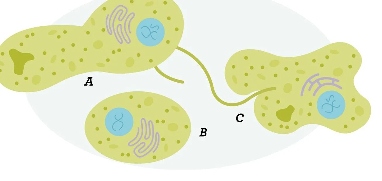 Diagram illustrating the structure of an amoeba, with labels A, B, and C indicating different stages or forms.