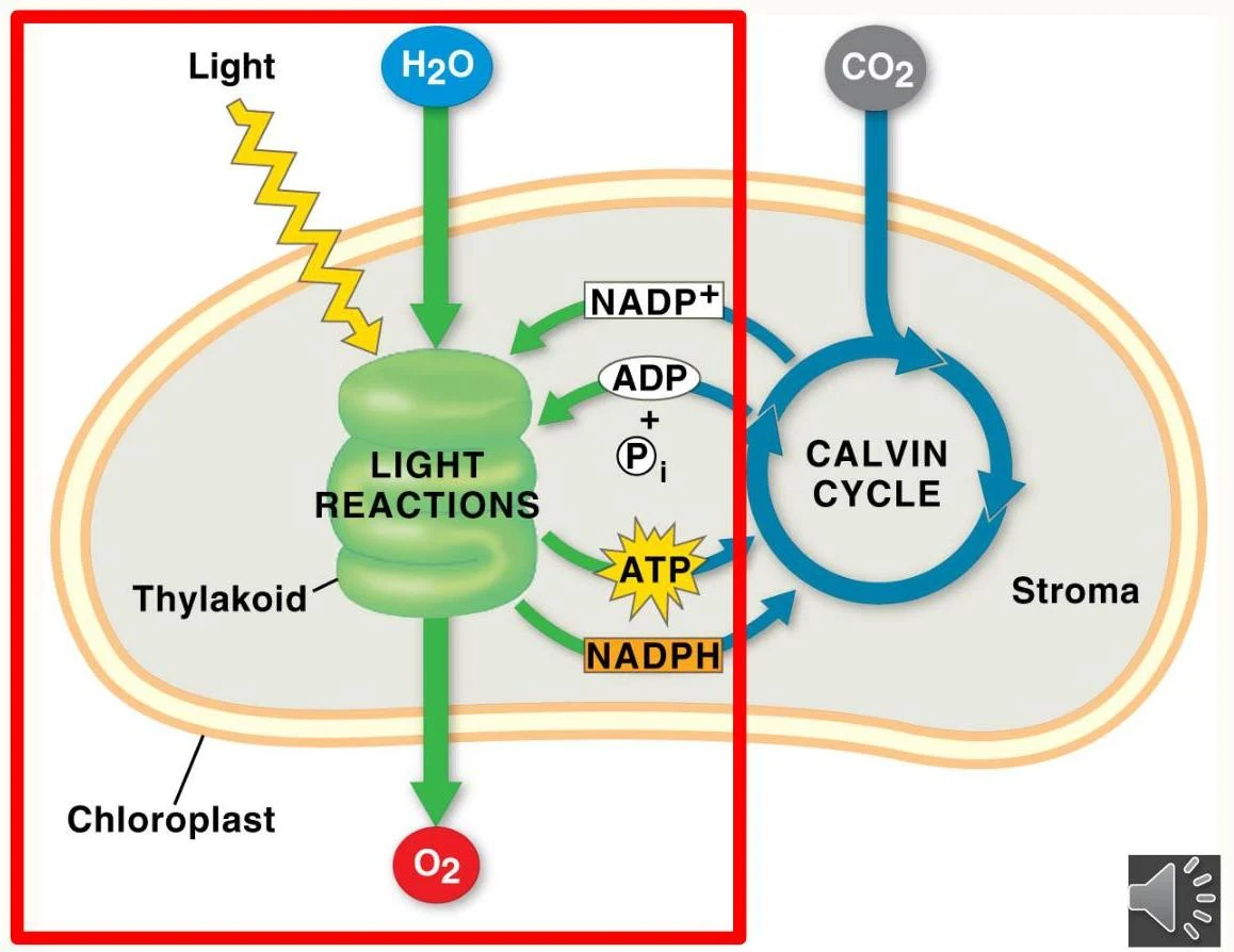 Diagram illustrating the process of photosynthesis within a chloroplast, showing the light-dependent reactions and the Calvin cycle.
