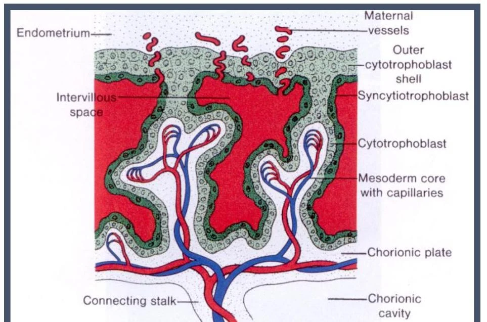 Diagram illustrating the structure of the placenta, showing the endometrium, intervillous space, maternal vessels, and fetal structures like the chorionic plate and connecting stalk.