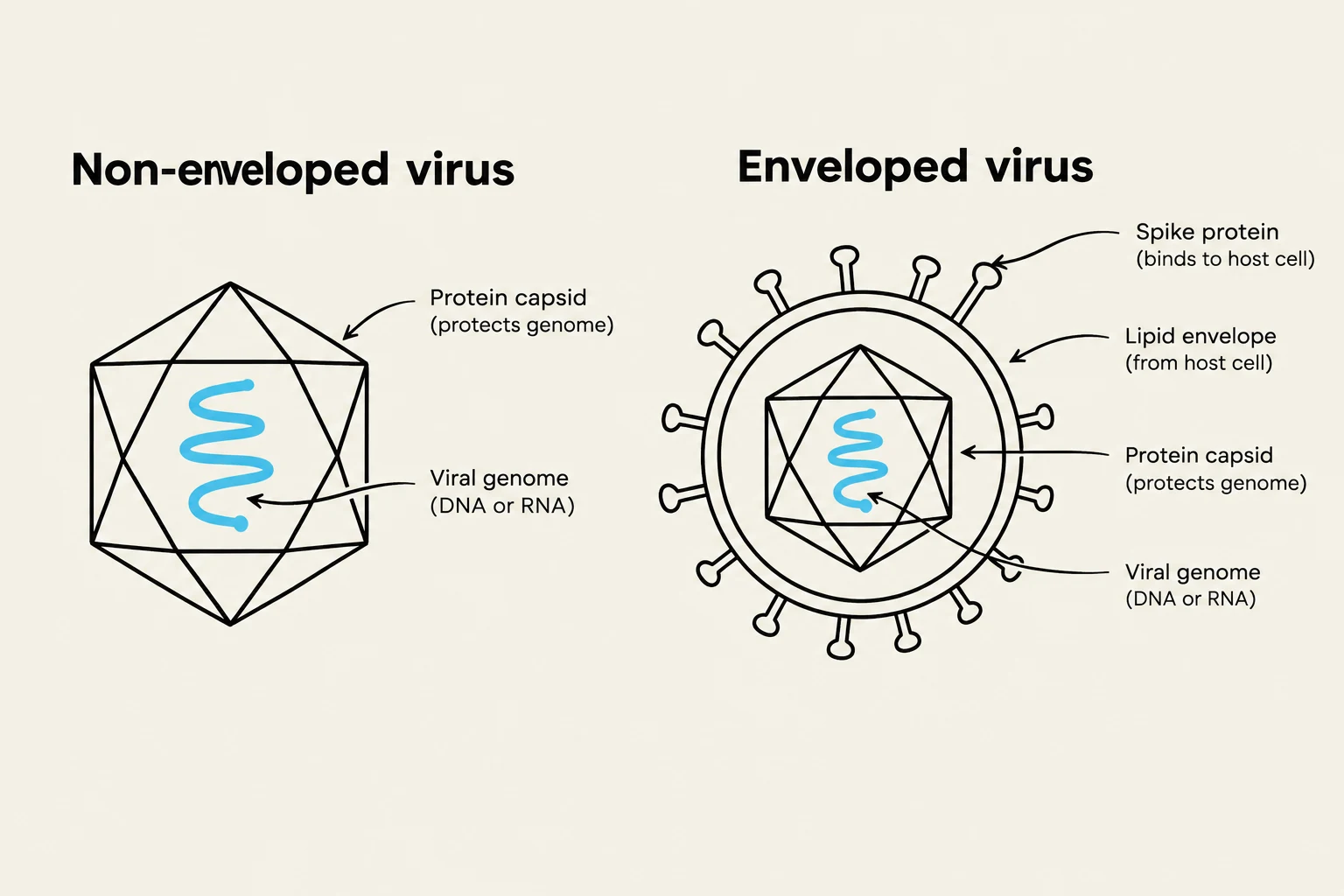 Diagrams illustrating the structure of non-enveloped and enveloped viruses, highlighting key components like the protein capsid, viral genome, lipid envelope, and spike proteins.