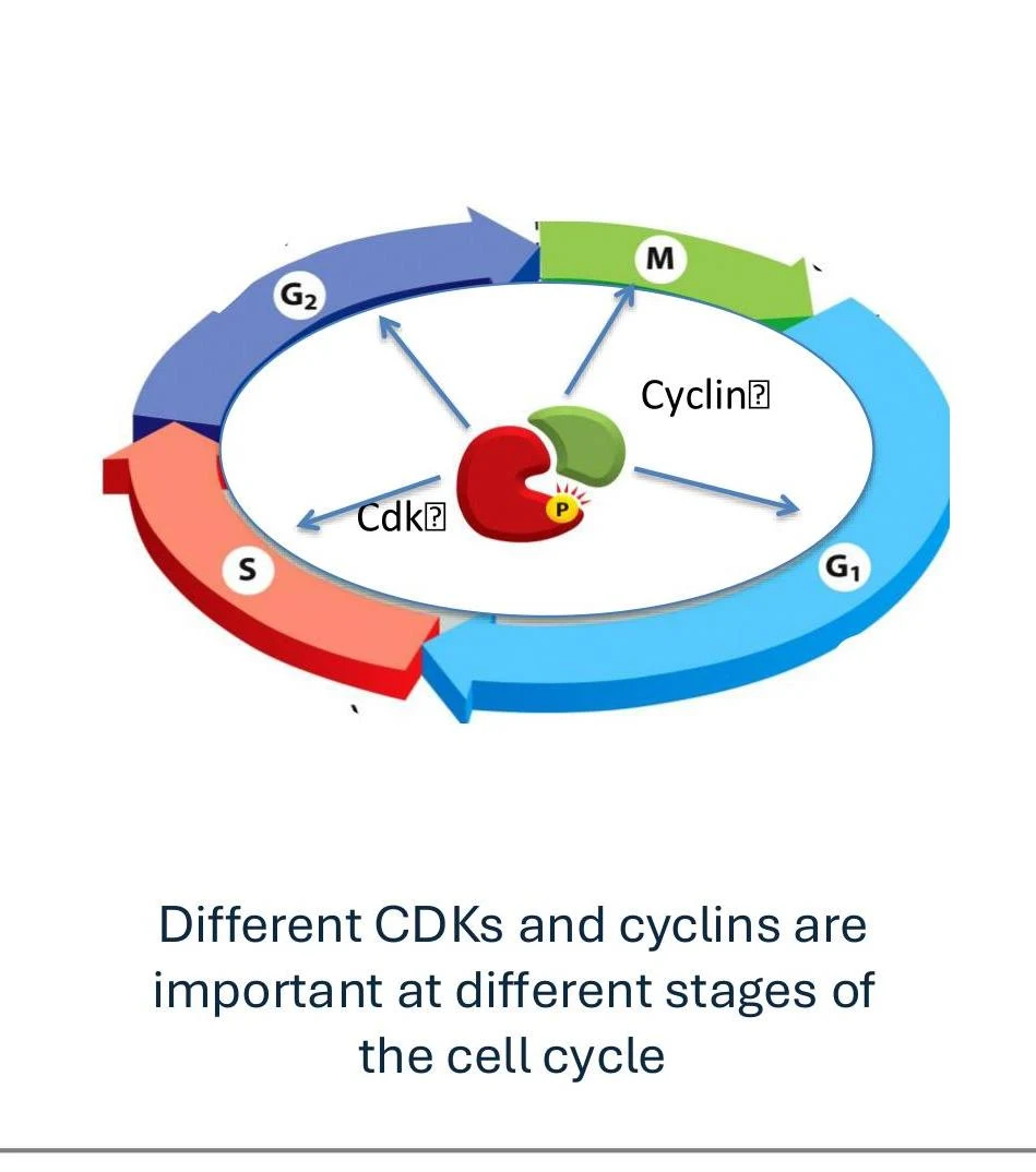 The cell cycle is regulated by different CDKs and cyclins at various stages, including G1, S, G2, and M phases.