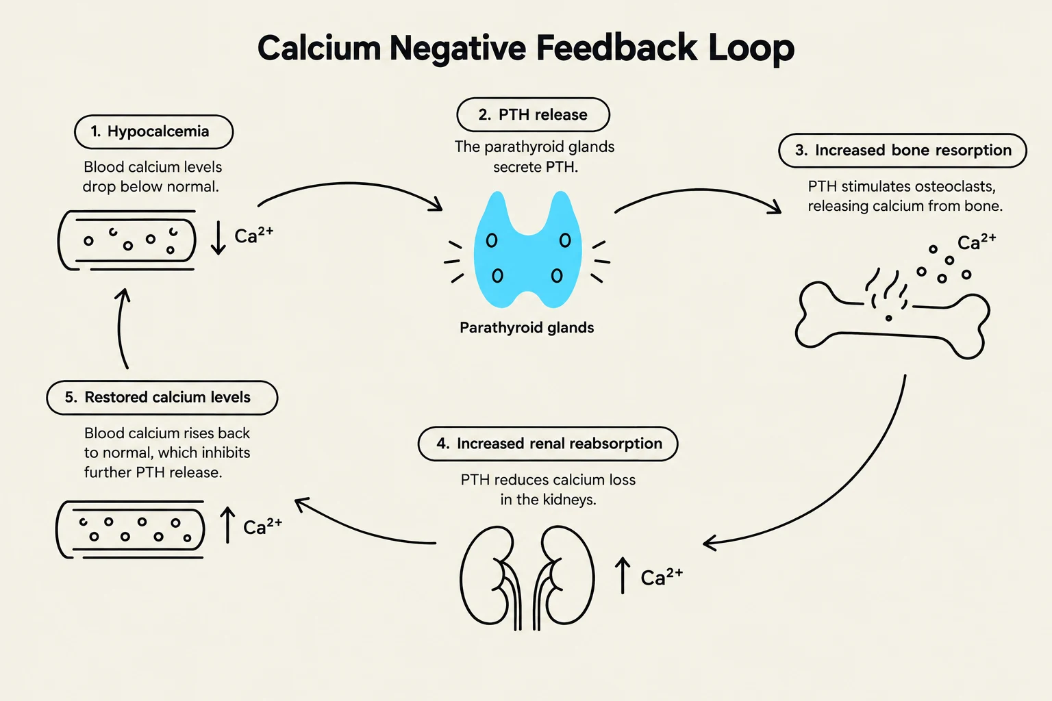 This diagram illustrates the calcium negative feedback loop, explaining how parathyroid hormone (PTH) regulates blood calcium levels through processes like bone resorption and renal reabsorption.