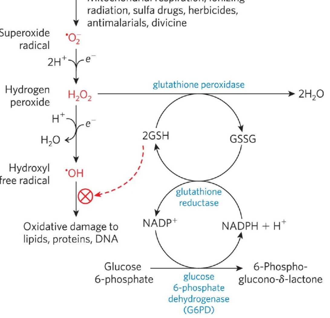 This diagram illustrates the biochemical pathway involving reactive oxygen species, glutathione, and NADPH, highlighting the role of enzymes like glutathione peroxidase and glutathione reductase in cellular defense against oxidative damage.
