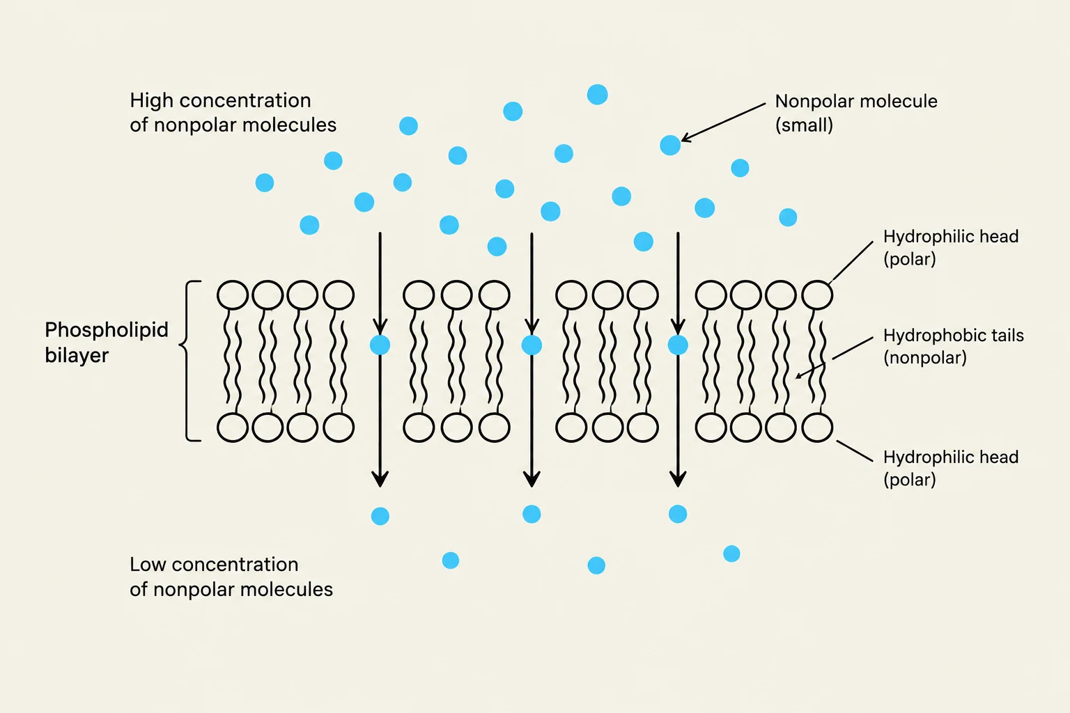 Diagram illustrating the movement of small nonpolar molecules across a phospholipid bilayer from an area of high concentration to an area of low concentration.