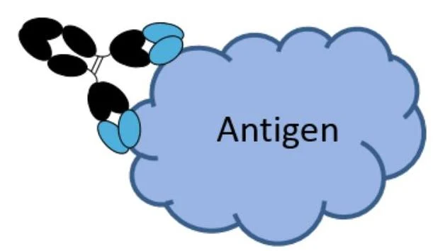 Diagram showing an antibody binding to an antigen.