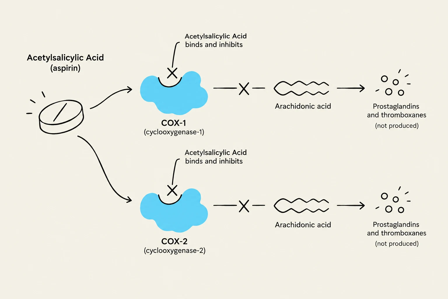 Diagram illustrating how acetylsalicylic acid (aspirin) inhibits COX-1 and COX-2 enzymes, preventing the production of prostaglandins and thromboxanes.