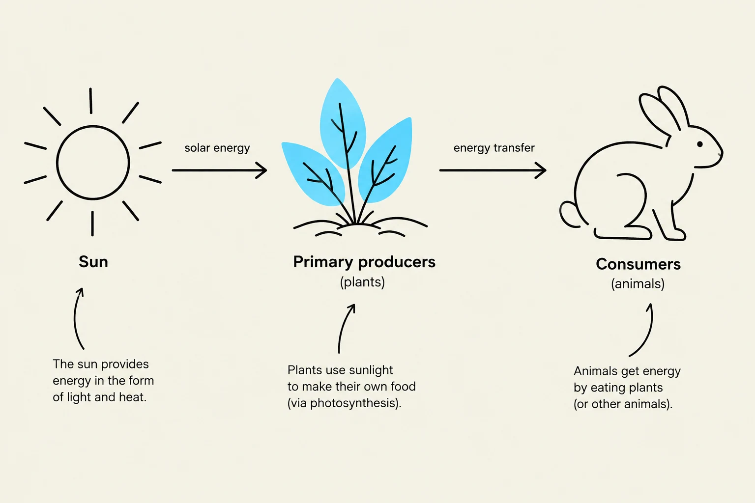 This diagram illustrates the flow of energy in an ecosystem, starting with the sun, then to primary producers (plants), and finally to consumers (animals).
