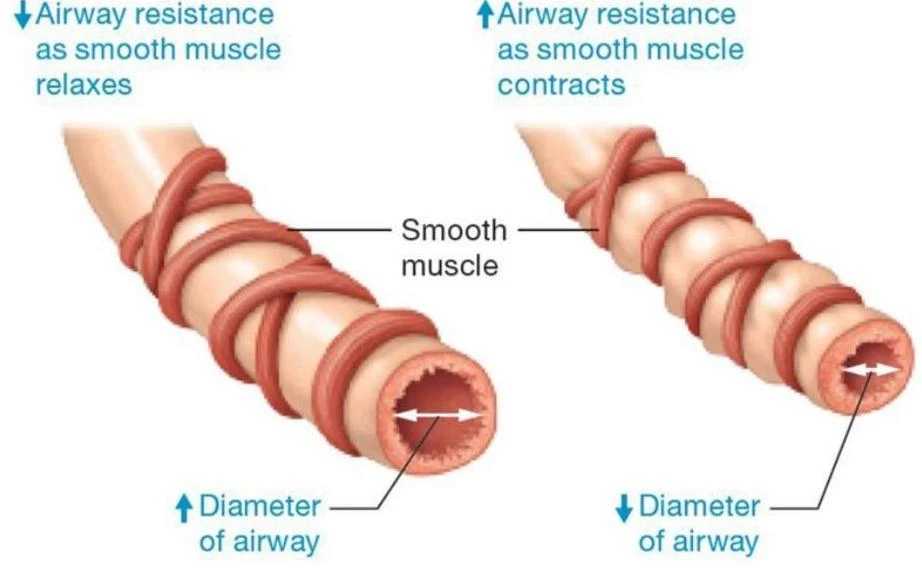 This diagram illustrates how airway resistance is affected by the contraction and relaxation of smooth muscles. When smooth muscles relax, the airway diameter increases, leading to decreased airway resistance. Conversely, when smooth muscles contract, the airway diameter decreases, resulting in increased airway resistance.
