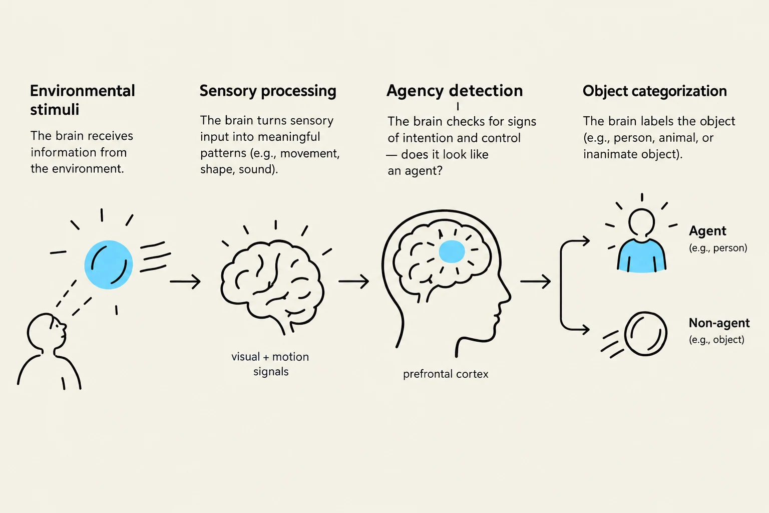 This diagram illustrates the cognitive process of how the brain processes environmental stimuli, categorizes objects as agents or non-agents, and integrates sensory information.