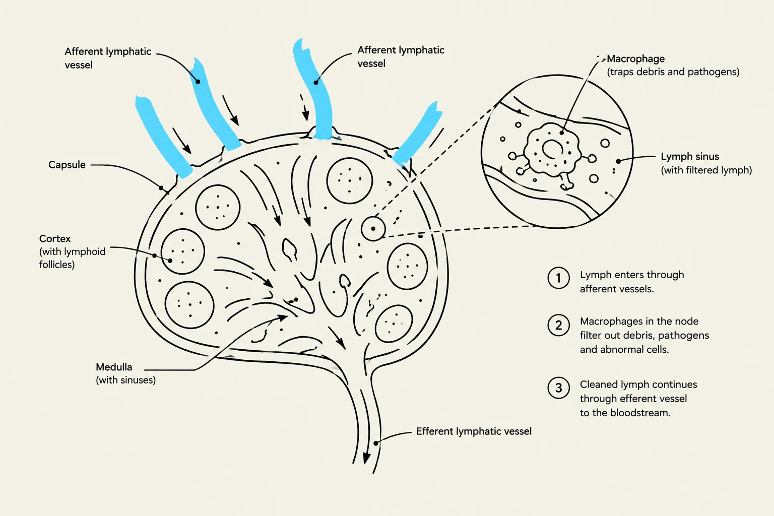 Diagram illustrating the structure and function of a lymph node, showing the flow of lymph and the role of macrophages in filtering debris and pathogens.