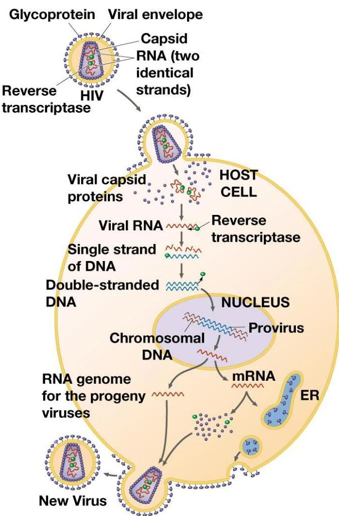 Diagram illustrating the replication cycle of the Human Immunodeficiency Virus (HIV) within a host cell, showing viral entry, reverse transcription, integration into the host genome, and the assembly and release of new virions.
