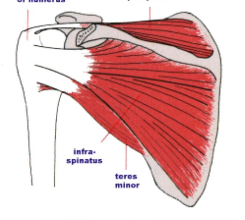 An illustration of the muscles of the shoulder, including the infraspinatus and teres minor.